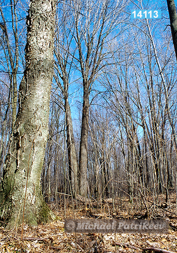 Yellow Birch (Betula alleghaniensis)